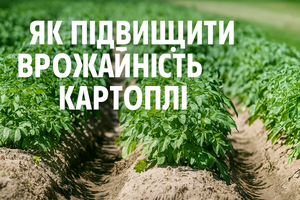 Як підвищити врожайність картоплі фото